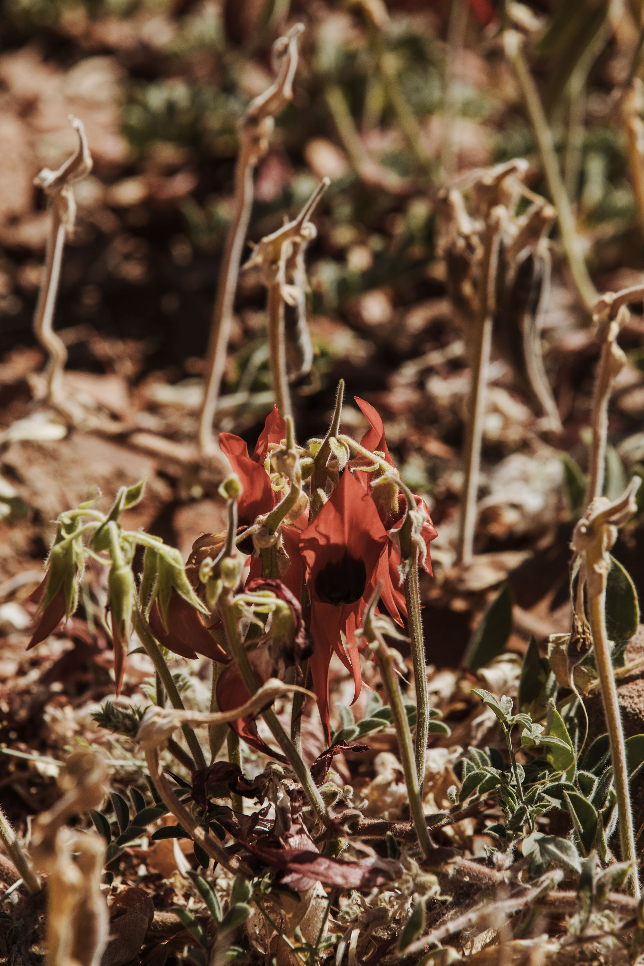  Thurla Marda (Desert Pea). 