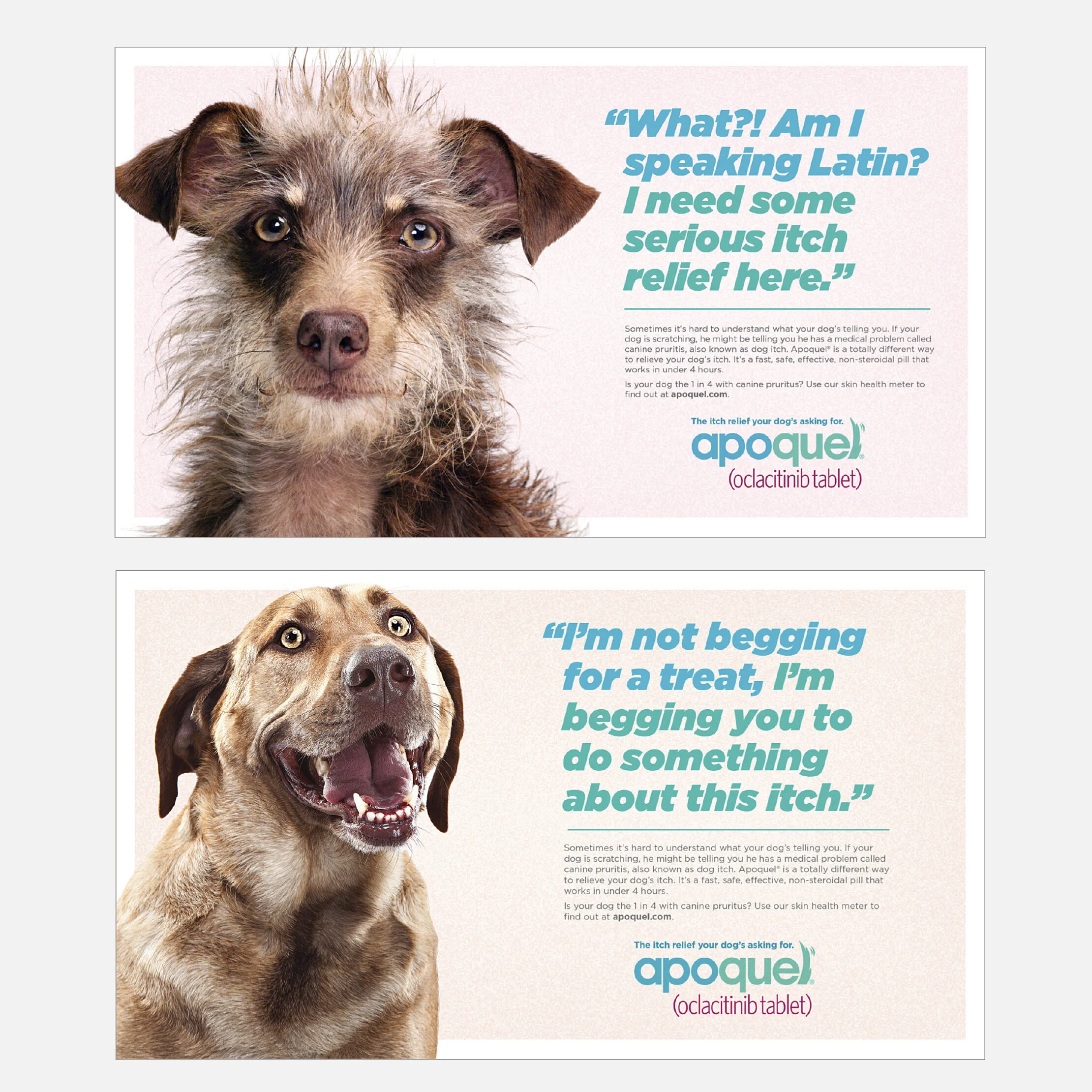 apoquel-dog__0000_dogs print.jpg