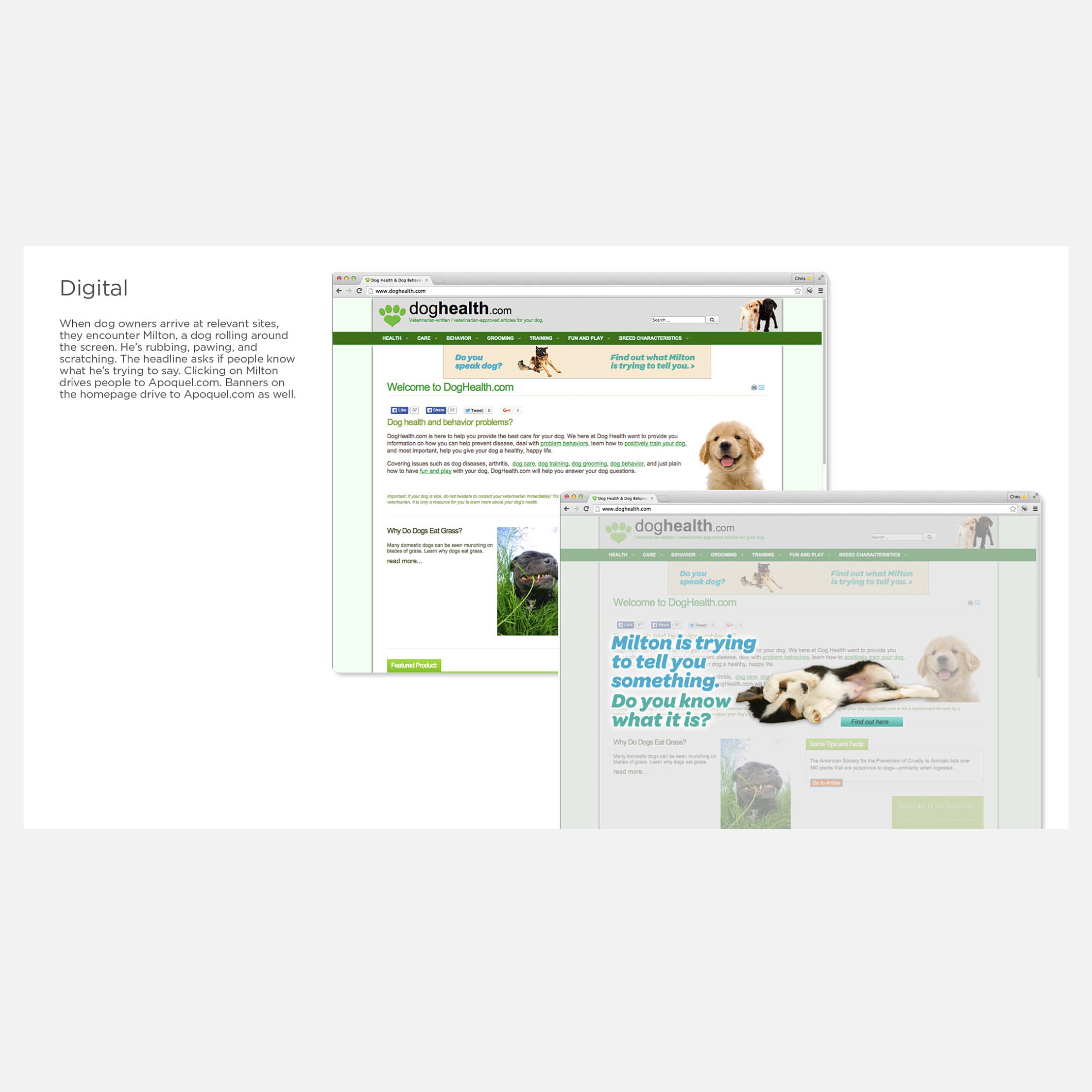 apoquel-dog__0001_dogs digital.jpg