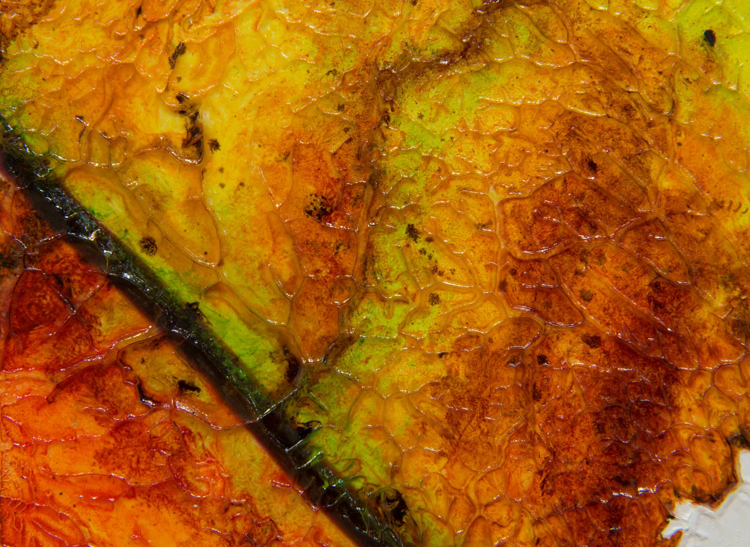 Detail of Axioma XII