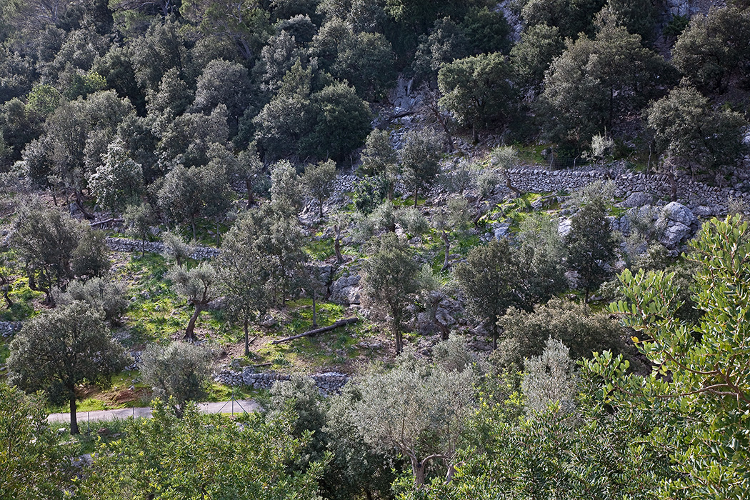 Binibona, Mallorca 2010