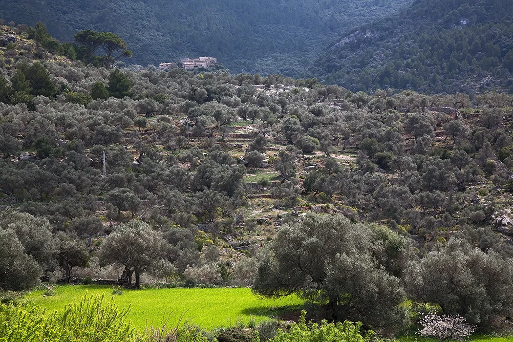 Serra de Tramuntana, Son Marroig, Mallorca 2010