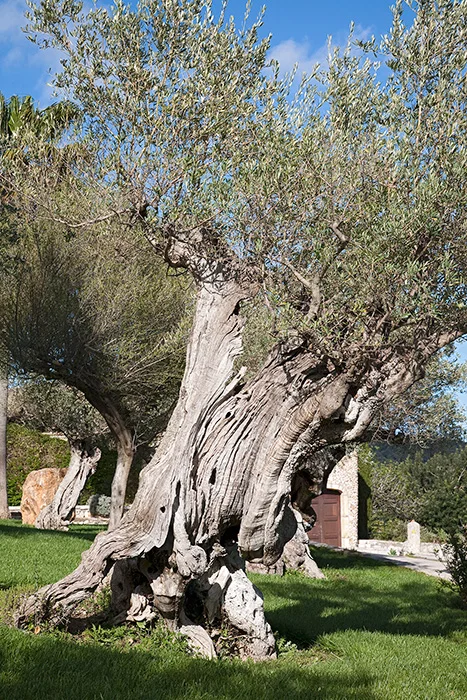 Monnaber Nou, Mallorca 2010