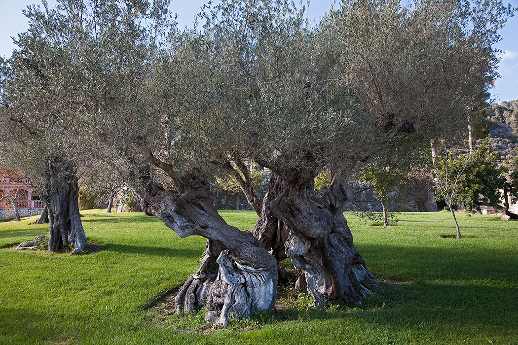 Monnaber Nou, Mallorca 2010