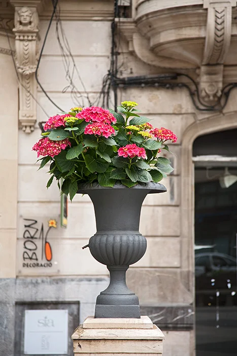 Passeig des Born, Altstadt, Palma de Mallorca 2010