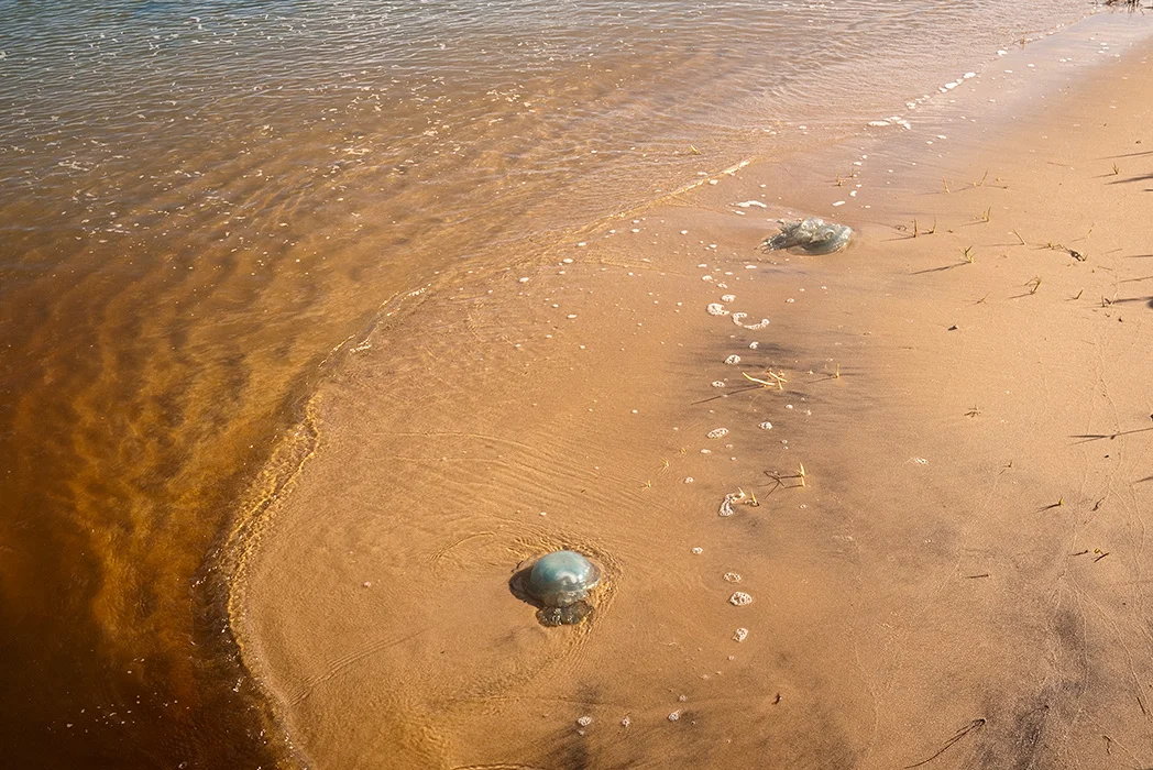 Wattufer, Sylt 2011