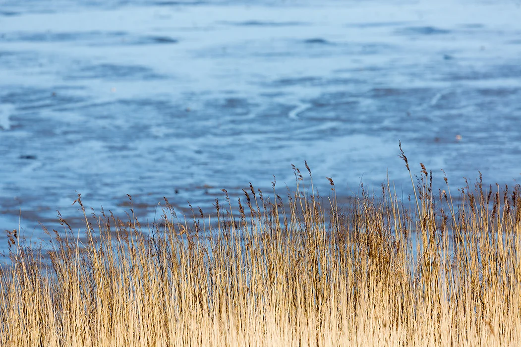 Schilfgras (Watt vor Keitum), Sylt 2013