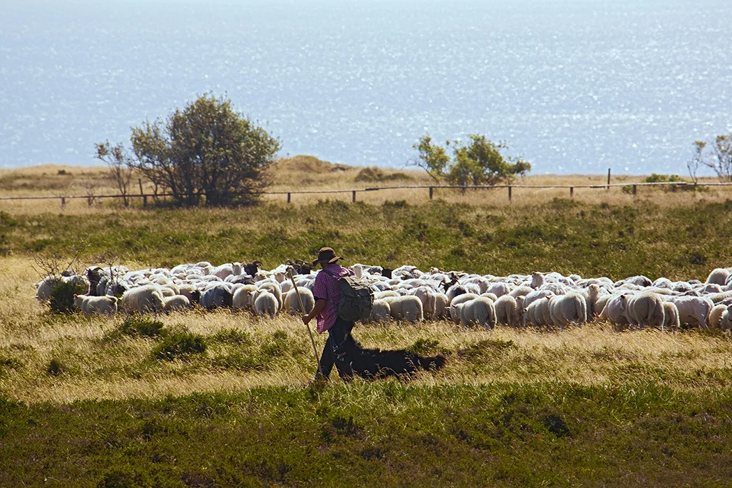 Braderuper Heide, Sylt 2009