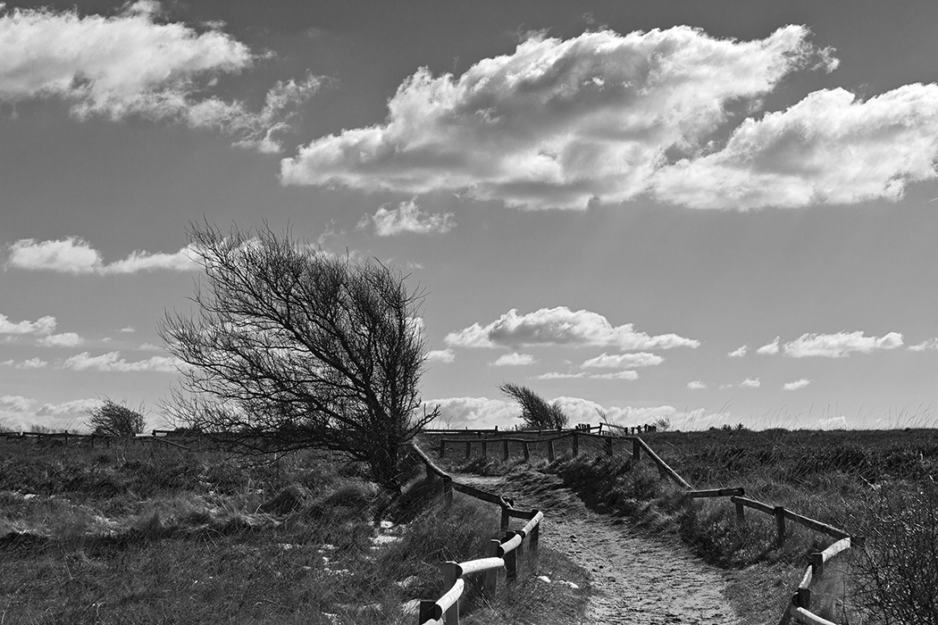 Braderuper Heide, Sylt 2013