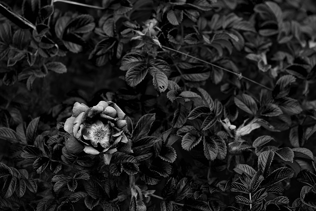 Heckenrosen, Sylt 2011