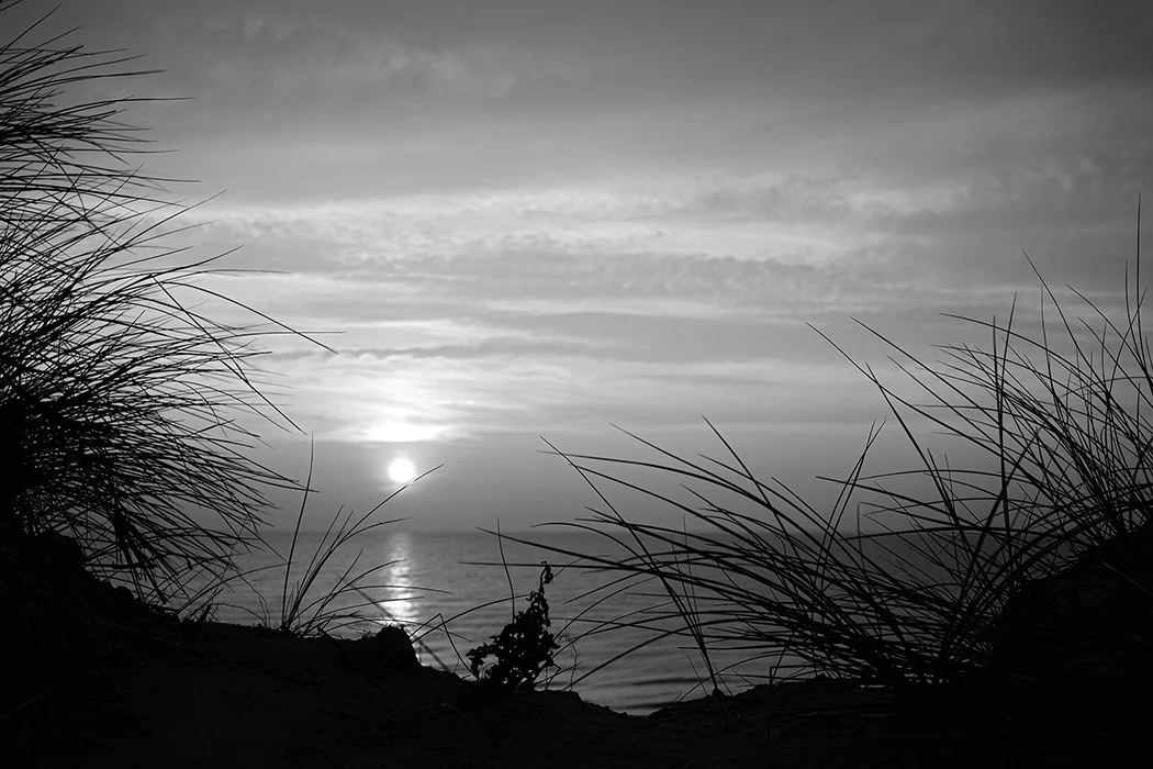Dünengras, Sylt 2011