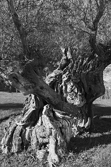 Olivenbaum, Monaber Nou, Mallorca 2010