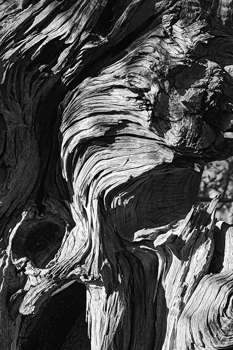 Olivenbaum, Monaber Nou, Mallorca 2010