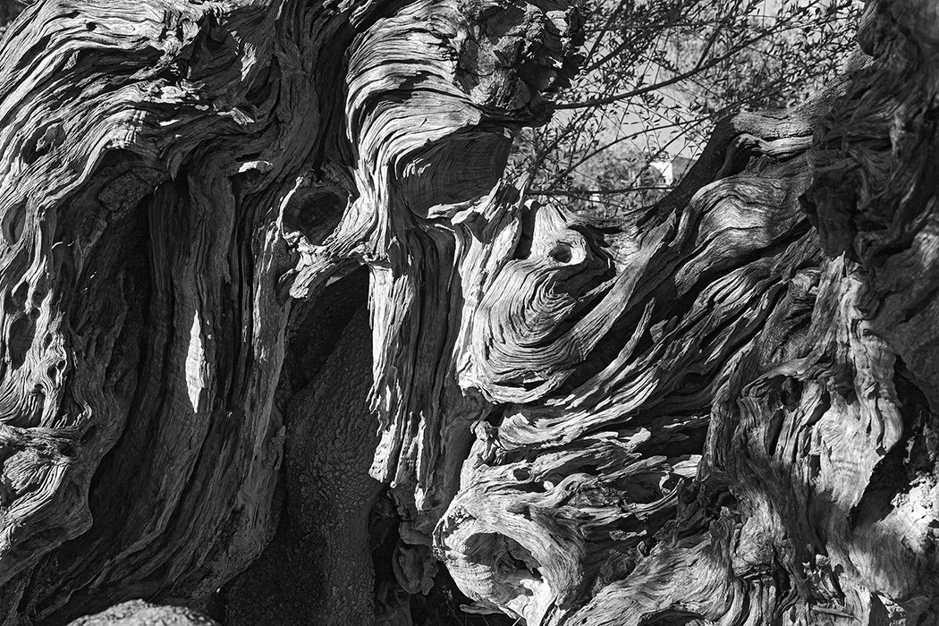Olivenbaum, Monaber Nou, Mallorca 2010