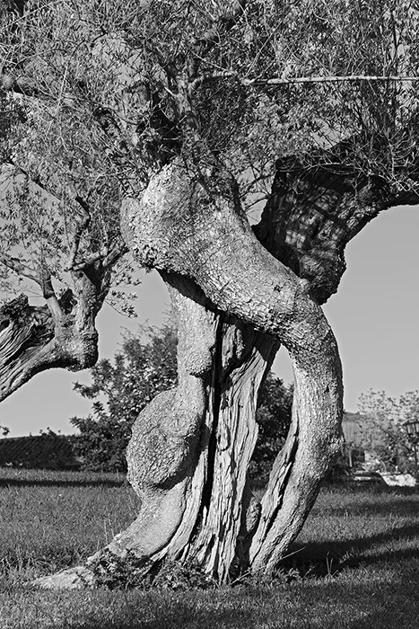 Olivenbaum, Monaber Nou, Mallorca 2010