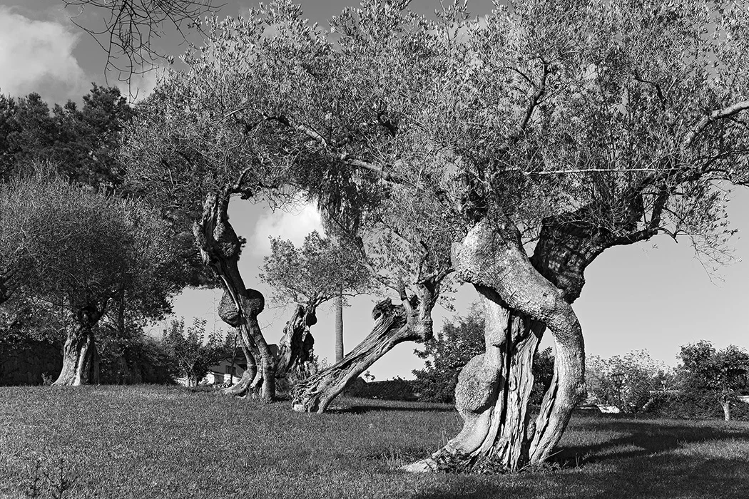 Olivenbäume, Monaber Nou, Mallorca 2010