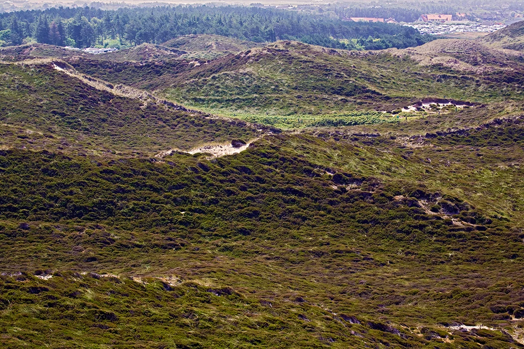 Duenenlandschaft bei Kampen, Sylt 2009