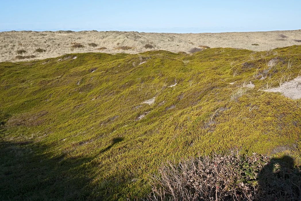 Duenenlandschaft bei Wenningstedt, Sylt 2009