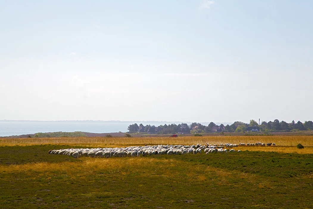 Braderuper Heide, Sylt 2013