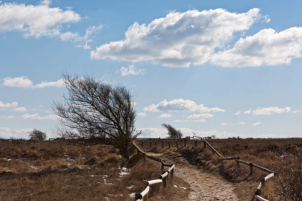 Braderuper Heide, Sylt 2013