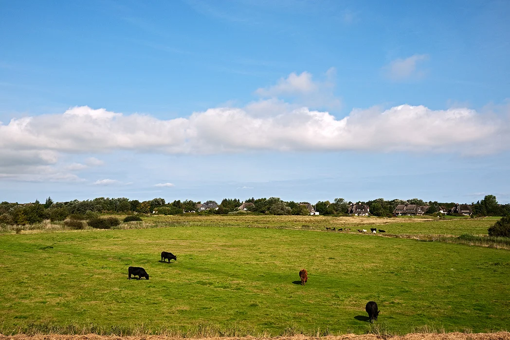 Landschaft bei Morsum, Sylt 2011