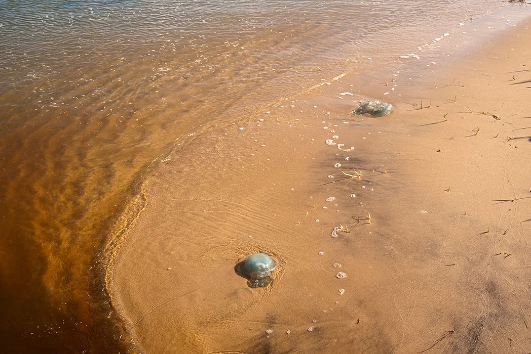 Wattenmeer, Sylt 2011