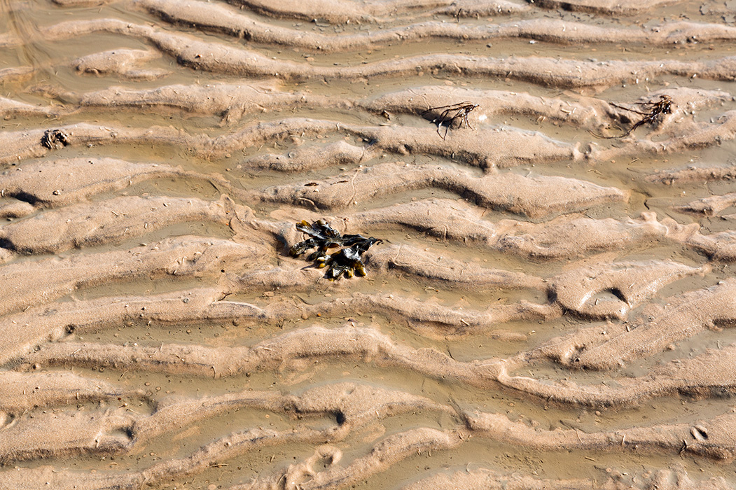 Wattenmeer, Sylt 2015