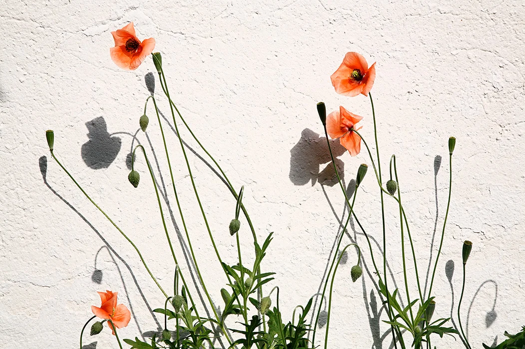 Mohn,  Oberhausen 2008