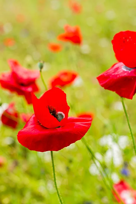 Mohn, Fischen 2014