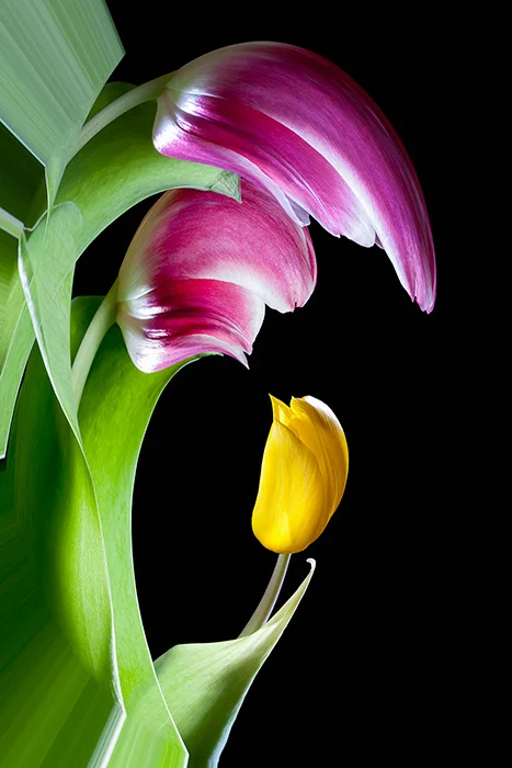 Tulpen, Oberhausen 2010