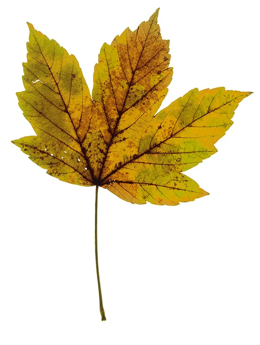 Herbstblatt, Oberhausen 2011