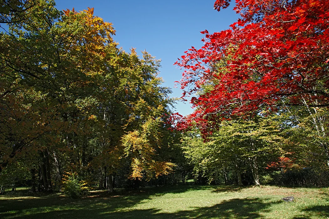 Parklandschaft, Bernried 2008
