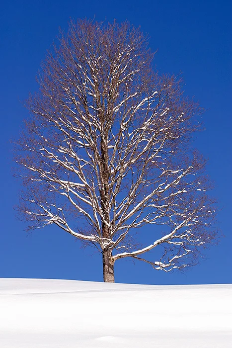Grän, Tirol 2004