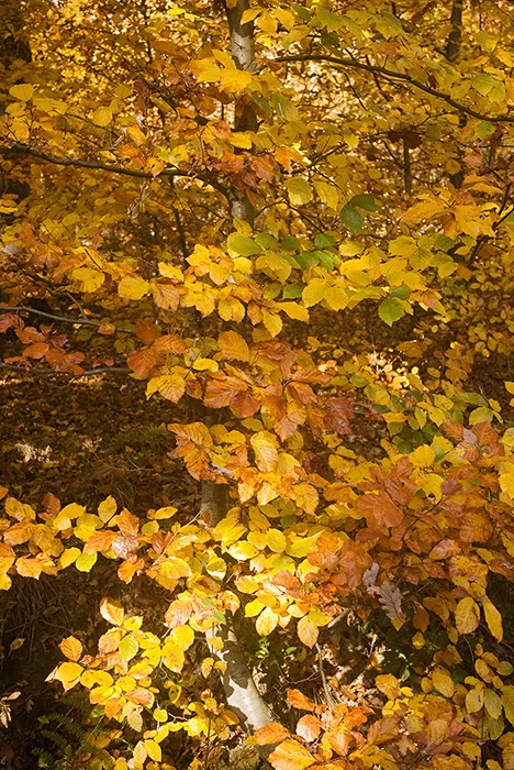 Herbstwald, Möhnesee 2011