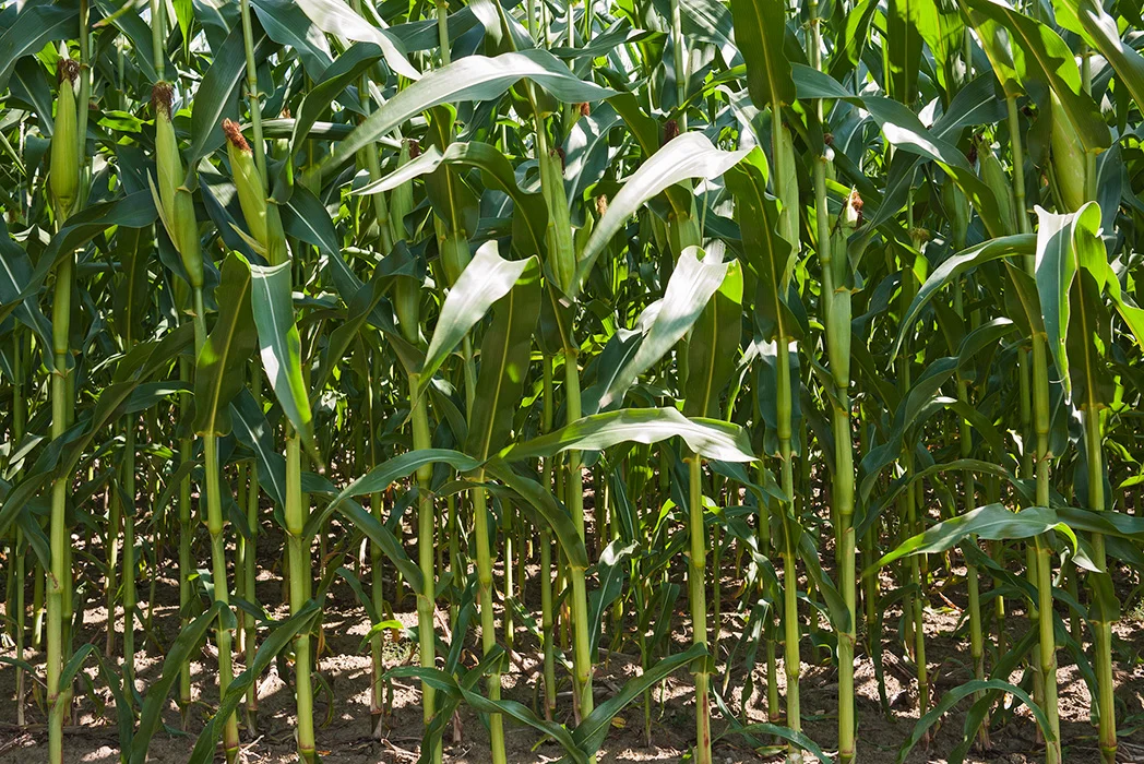 Maisfeld, Freienohl 2013