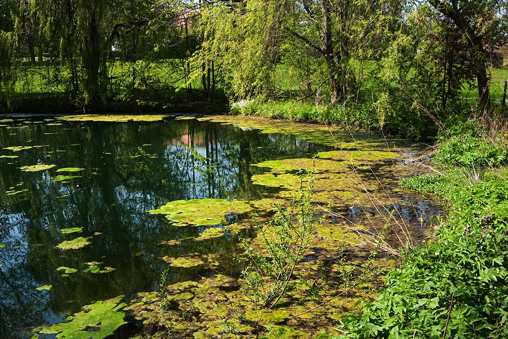 Teich, Bernried 2011
