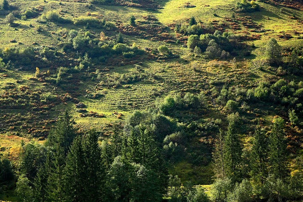 Bergwiesen, Wildschoenau 2008