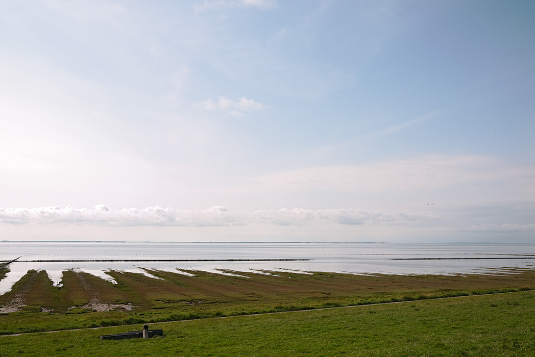 Salzwiesen am Watt, Sylt 2011