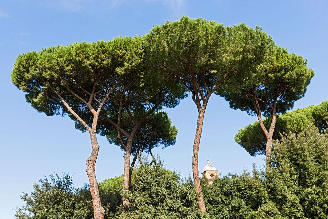 Piazzale Numa Pompilio, Rom 2015