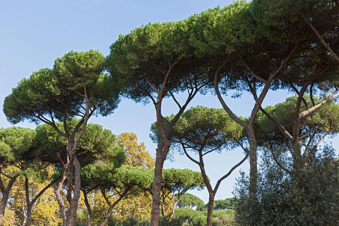 Piazzale Numa Pompilio, Rom 2015