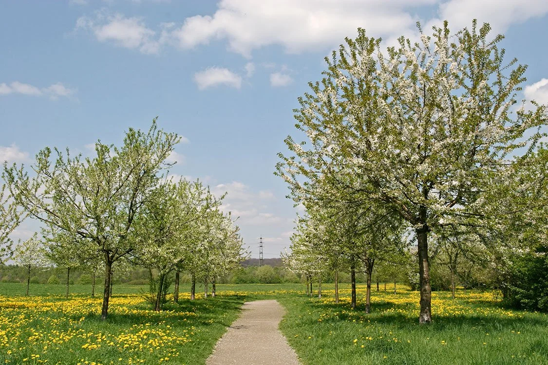 Park Ripshorst, Oberhausen 2005