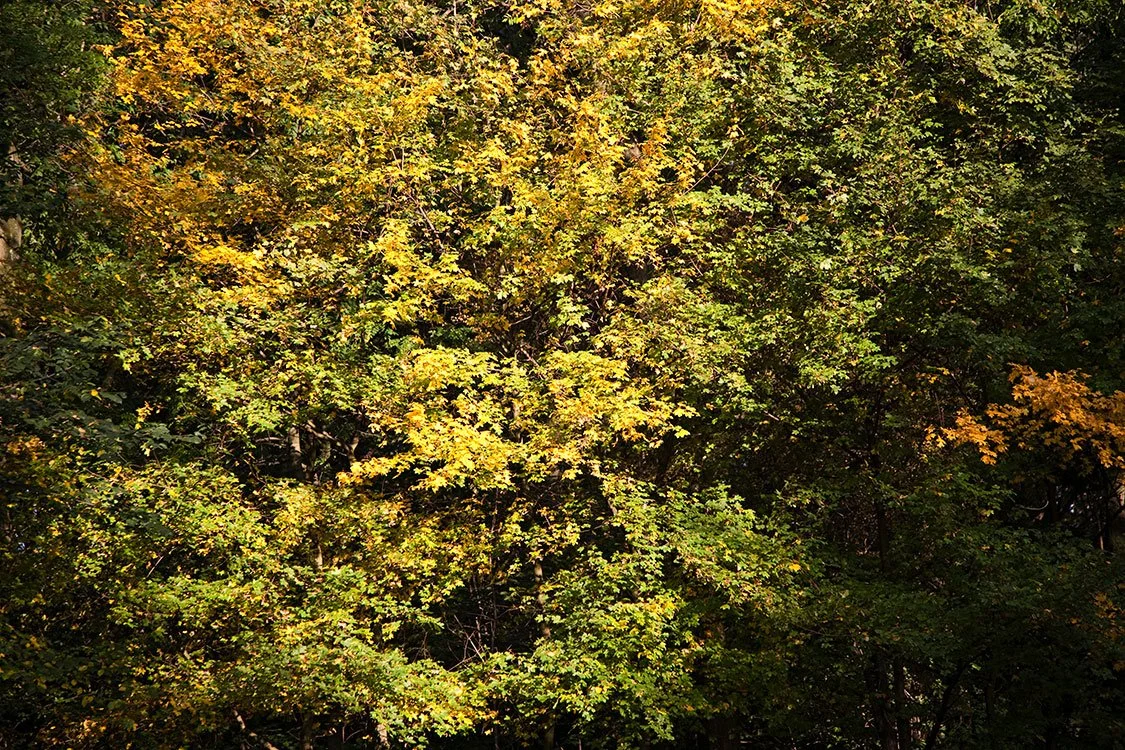 Ruhrpark, Oberhausen 2011