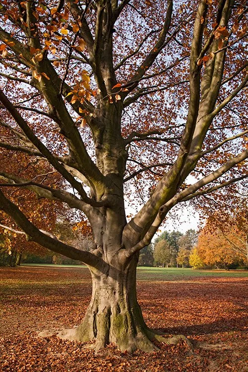 Raffelbergpark, Mülheim-Ruhr 2011