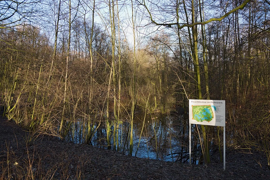 Ruhrpark, Feuchtbiotop, Oberhausen 2013