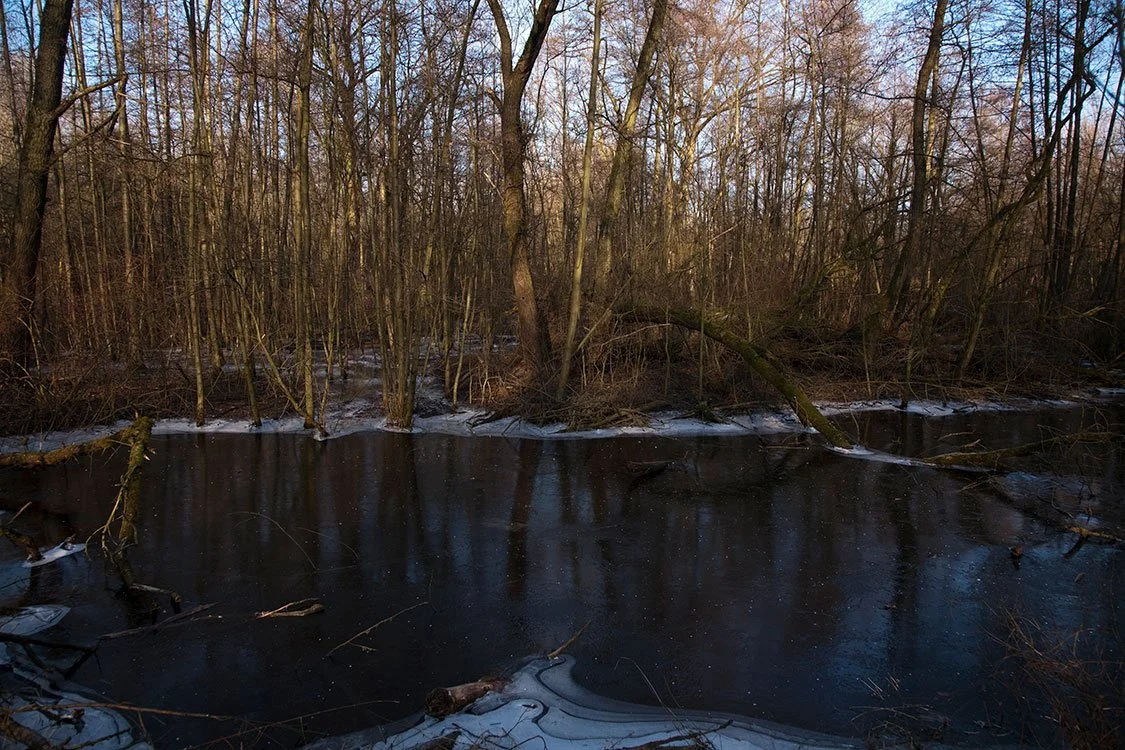 Ruhrpark, Feuchtbiotop, Oberhausen 2011
