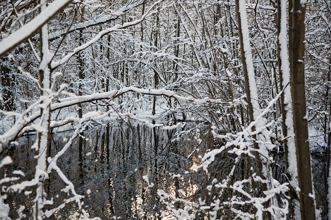 Ruhrpark, Feuchtbiotop, Oberhausen 2010