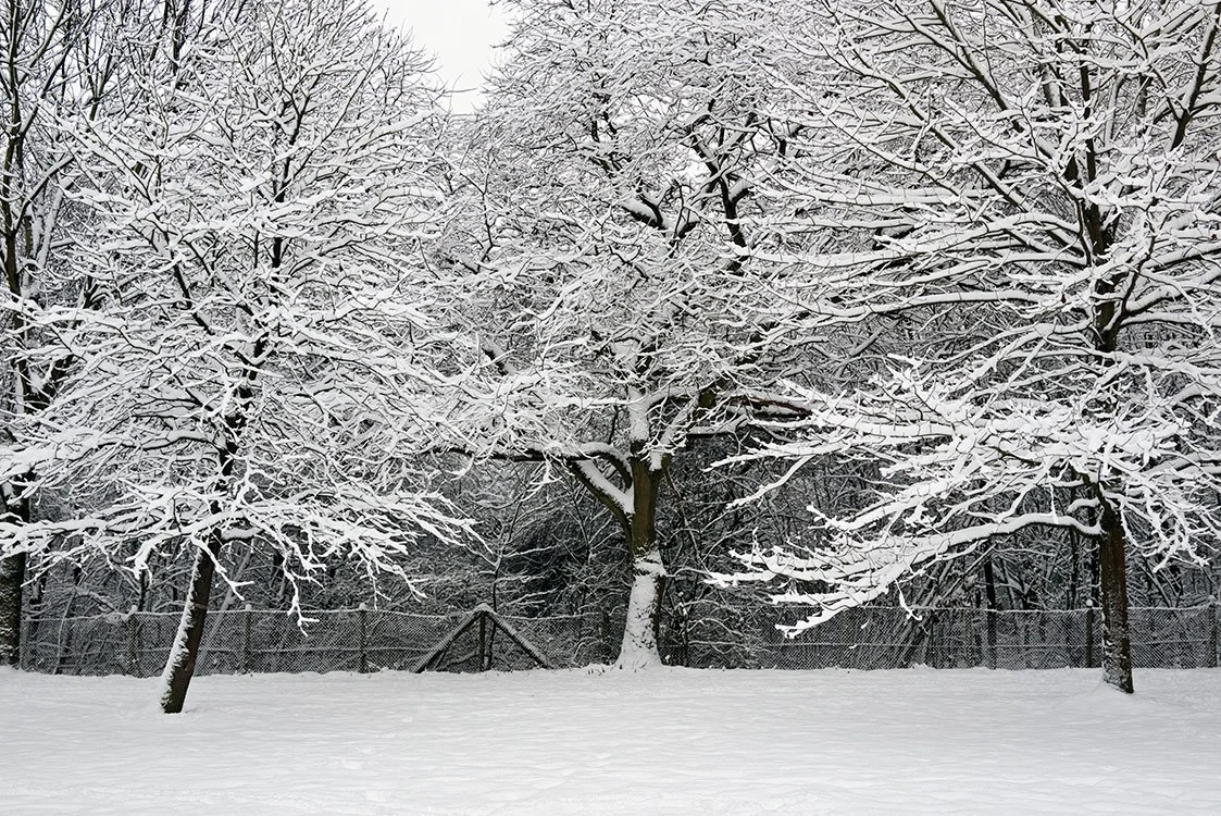 Ruhrpark, Feuchtbiotop, Oberhausen 2010