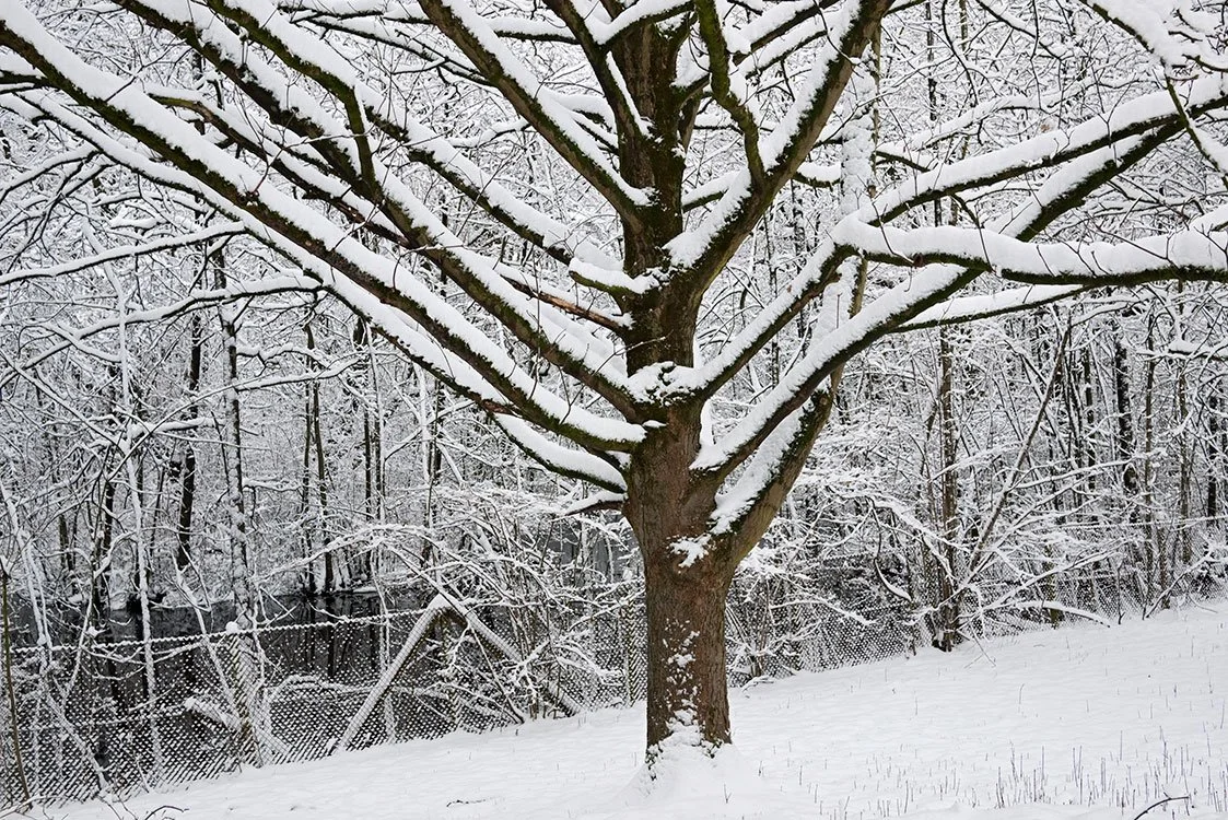 Ruhrpark, Feuchtbiotop, Oberhausen 2010