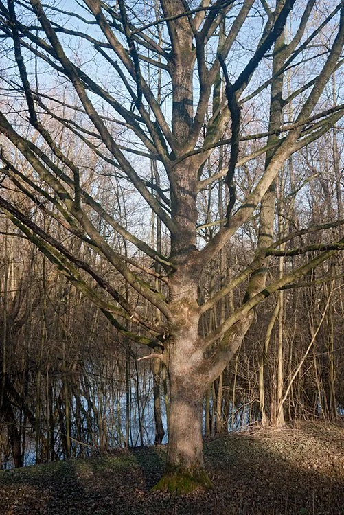 Ruhrpark, Feuchtbiotop, Oberhausen 2012