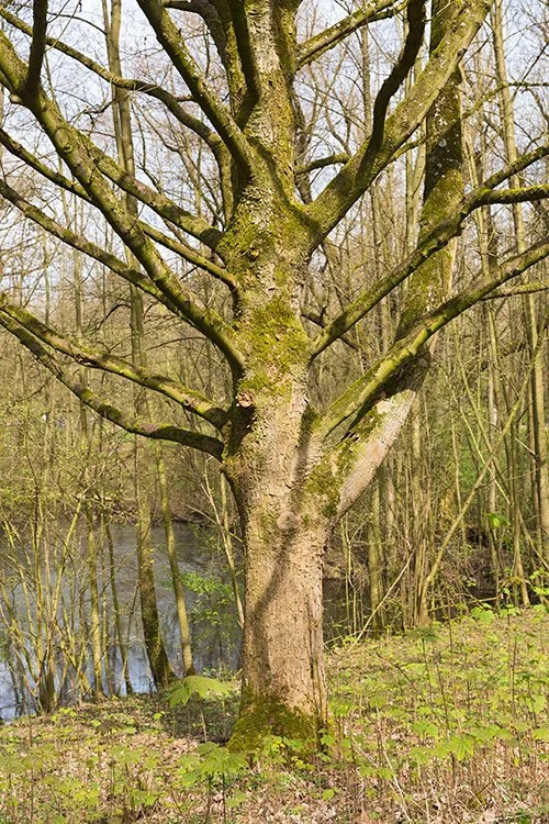 Ruhrpark, Feuchtbiotop, Oberhausen 2016